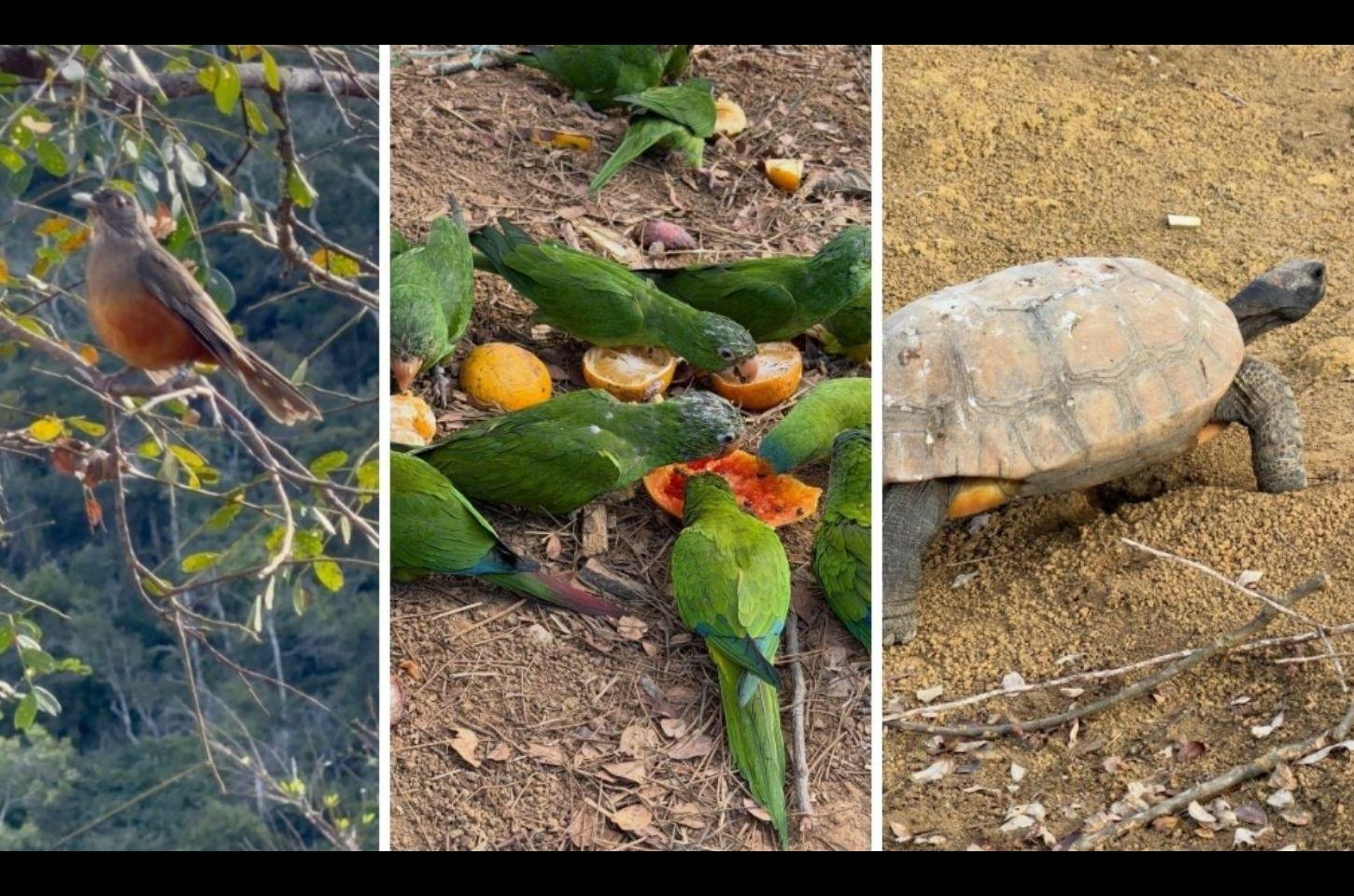 140 animais silvestres retornam à natureza após reabilitação em Guaçuí