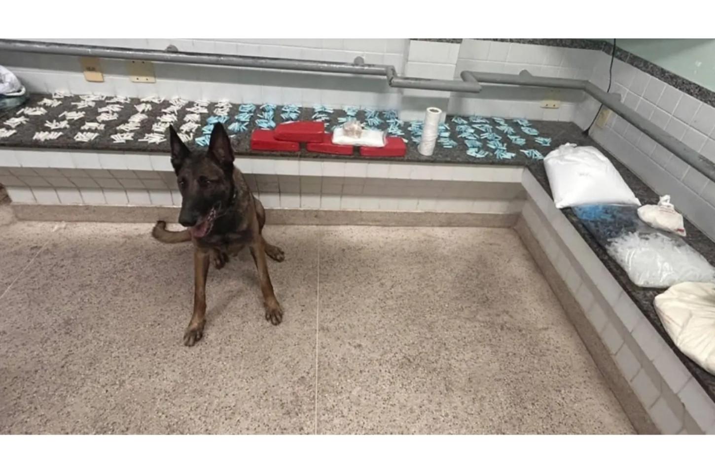 Cão farejador localiza tonel com drogas escondido em propriedade rural de Guarapari