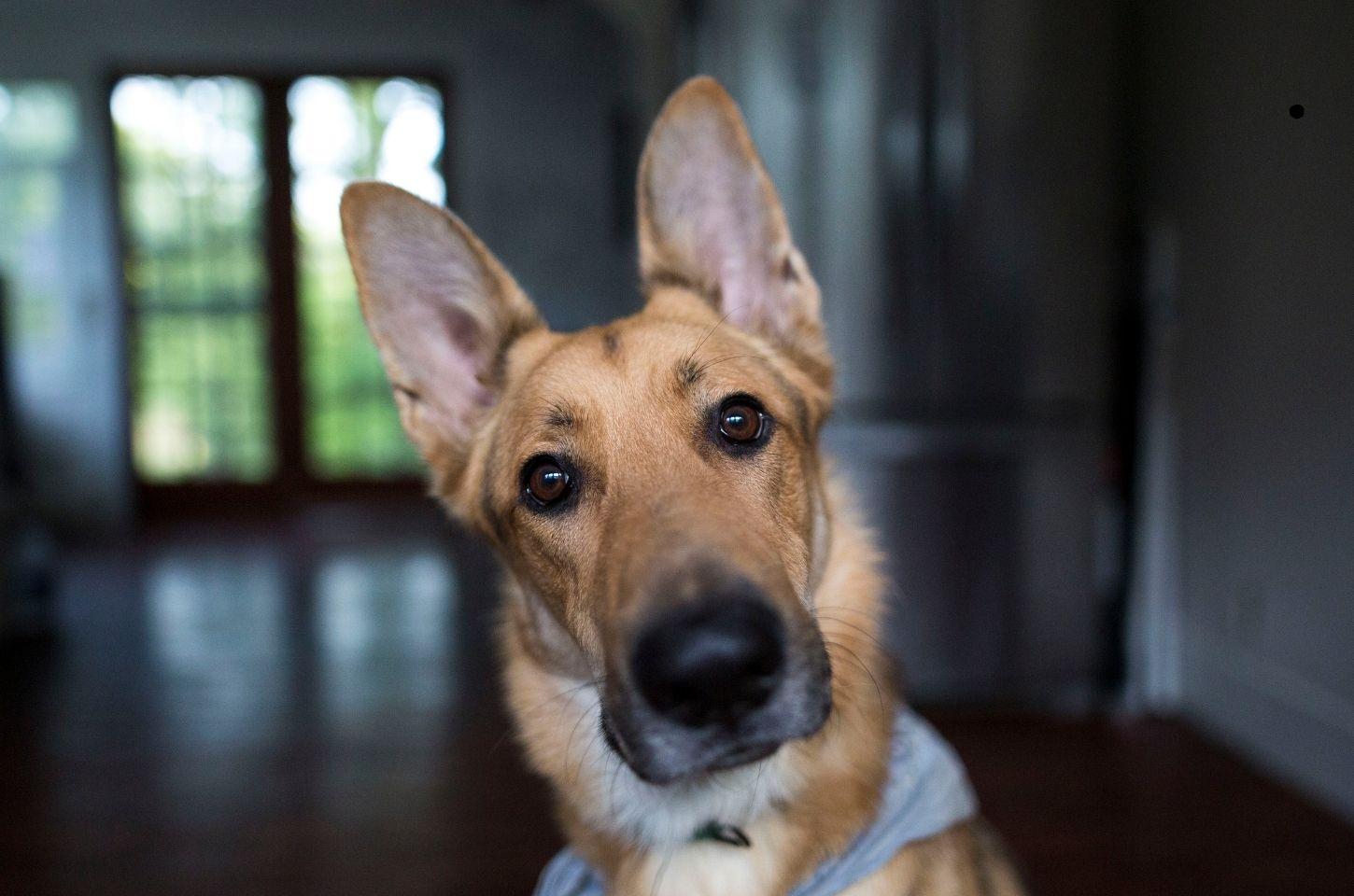 Companhia aérea italiana permitirá cães de até 30 kg na cabine sem caixa de transporte