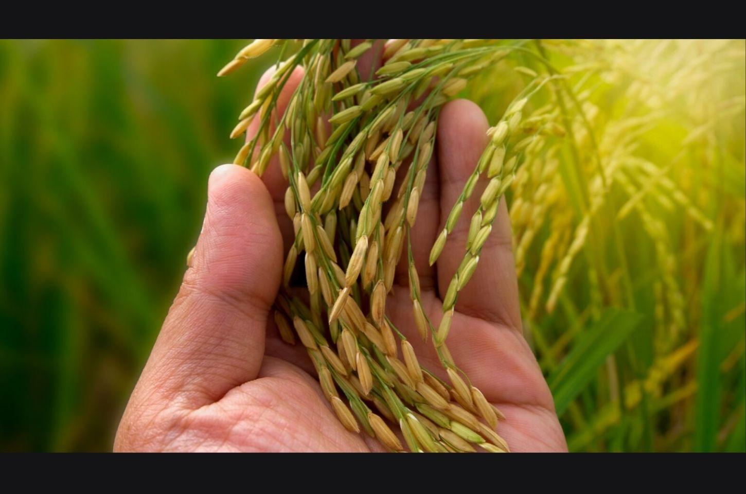 El Niño pode reduzir safra de arroz na temporada 2026/27