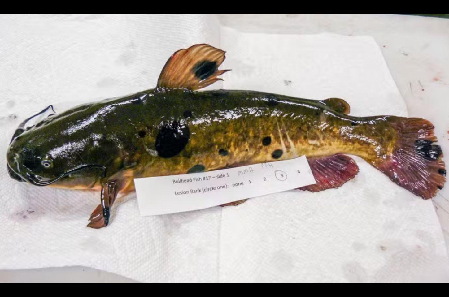 Estudo identifica pela primeira vez câncer transmissível em peixes de água doce na fronteira entre EUA e Canadá