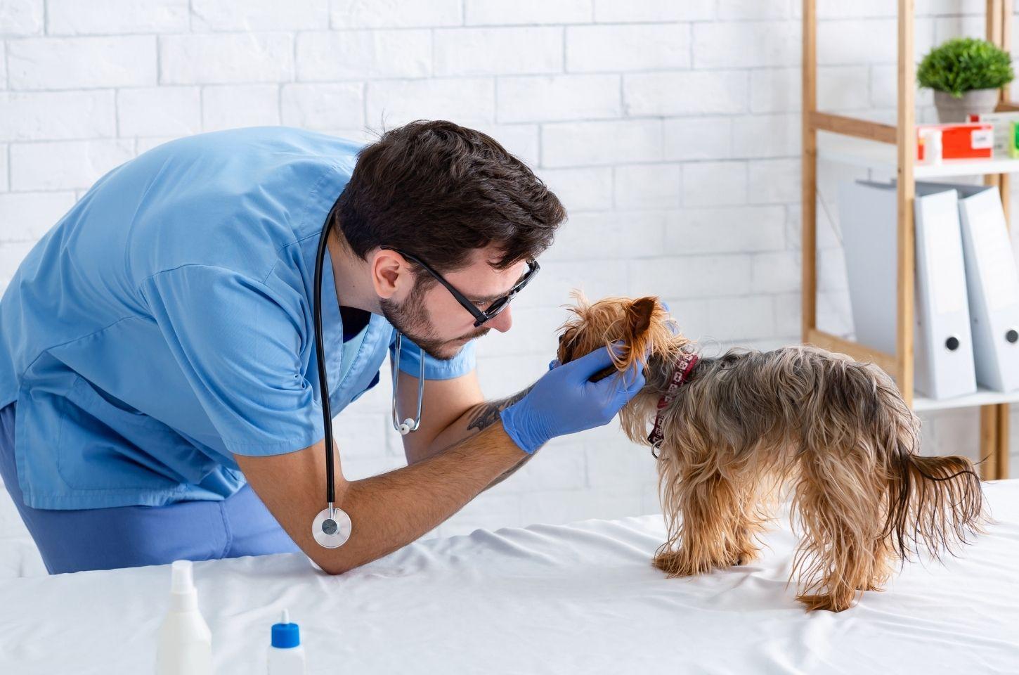 Prazo para inscrição em seleção de veterinários e agrônomos de Vila Velha termina na próxima segunda-feira