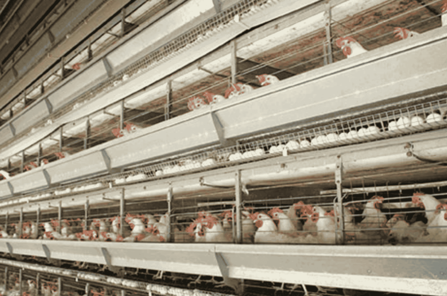 Produção de ovos em Santa Maria de Jetibá: sazonalidade das férias já está no radar do produtor