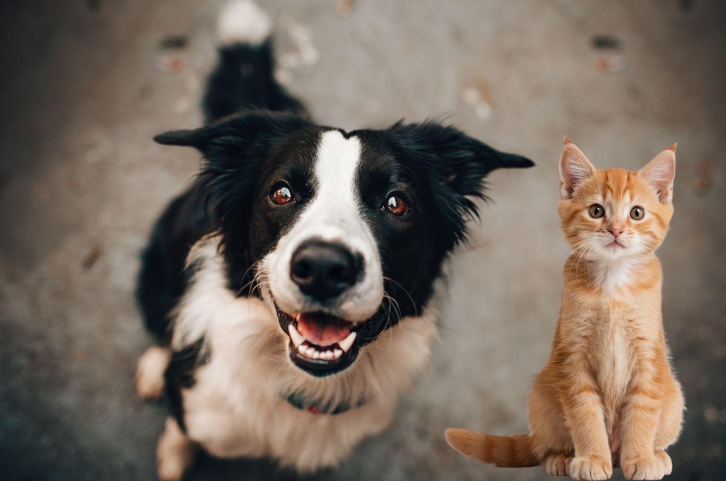 STF reforça dever dos municípios de proteger cães e gatos abandonados e vítimas de maus-tratos