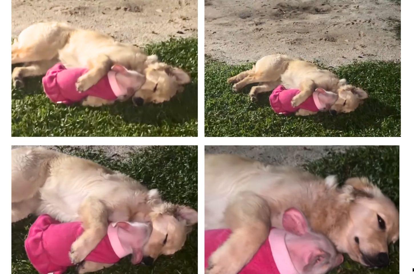 Amor sem distinção: porquinha resgatada encanta a internet ao dormir abraçada com cadela em Santa Catarina