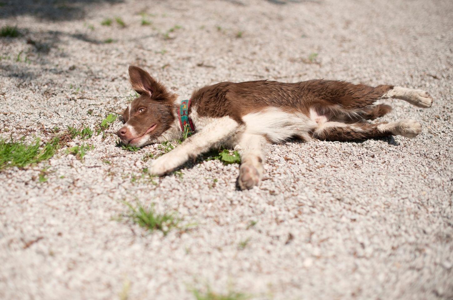 Cães morrem na zona rural de Colatina, e moradores levantam suspeita de envenenamento