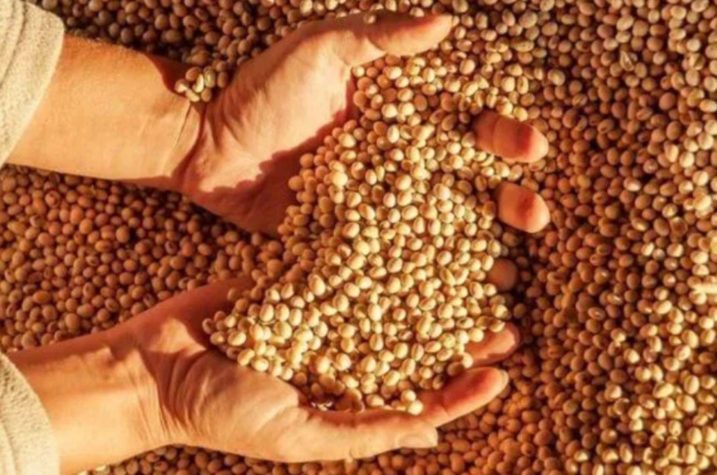 Dificuldades econômicas no agronegócio acendem alerta para mercado ilegal de sementes no Brasil