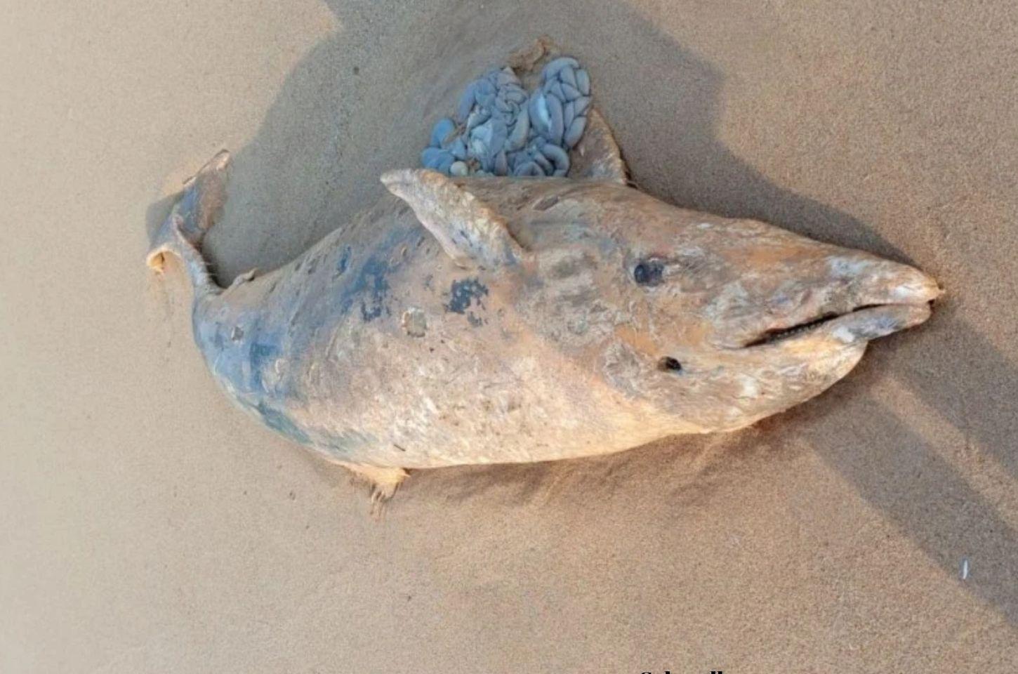Golfinho-nariz-de-garrafa é encontrado morto no litoral de Presidente Kennedy