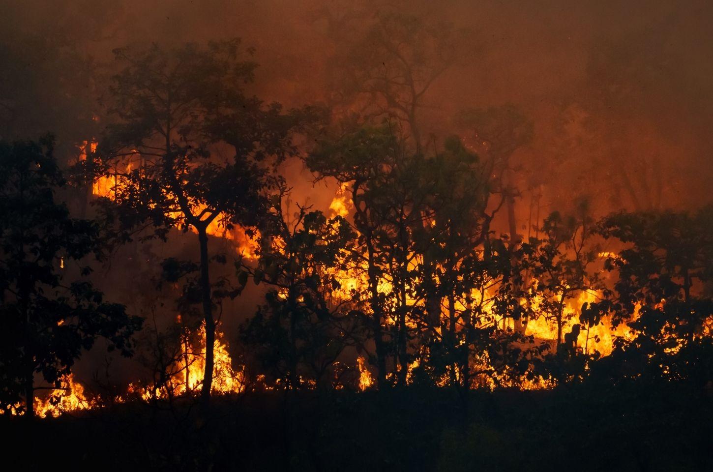 Incêndio atinge 3.706 m² de Mata Atlântica no Ifes de Itapina e área será embargada