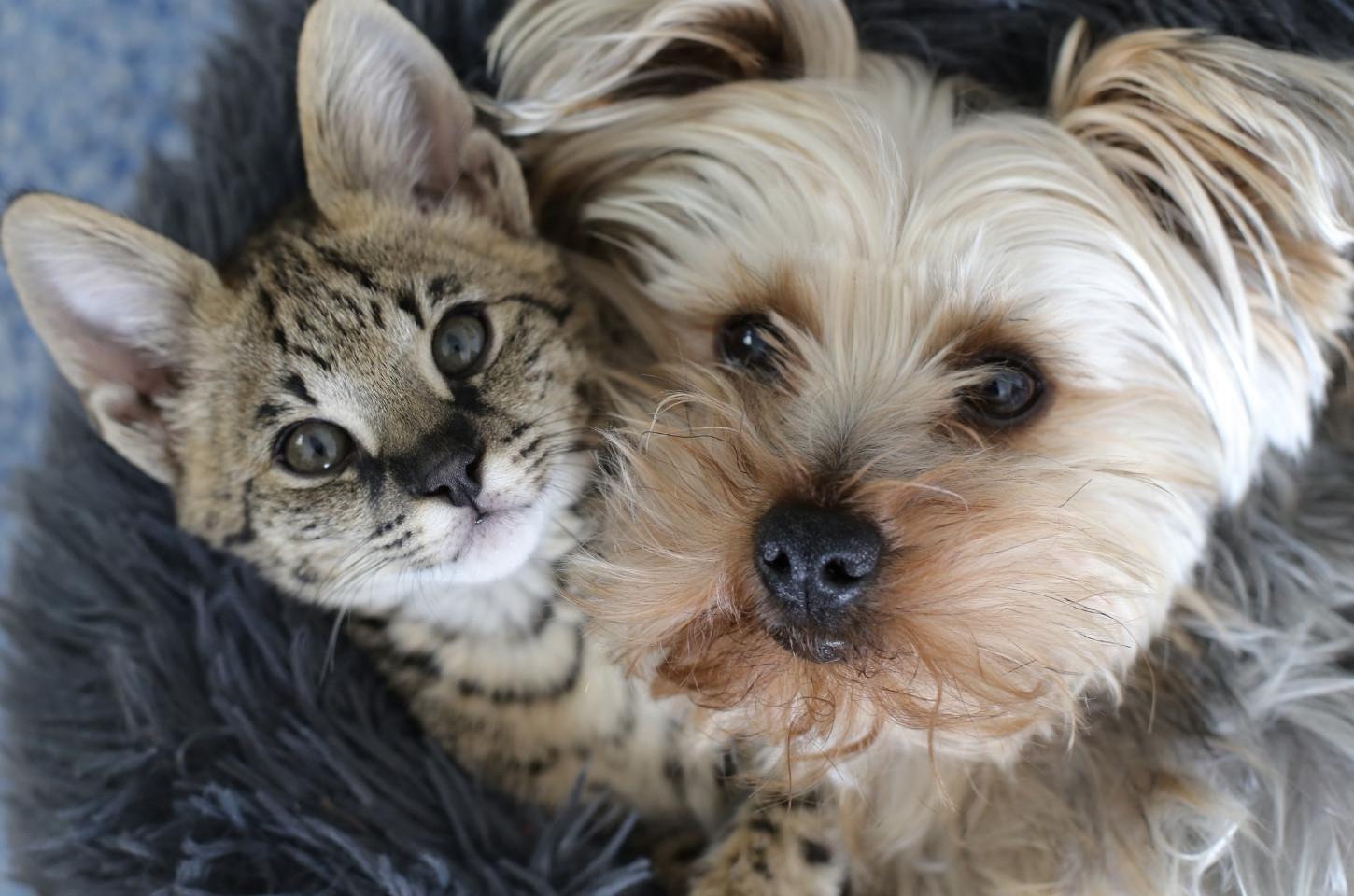 Preferir a companhia de pets à de pessoas é normal? Entenda o que a psicologia explica