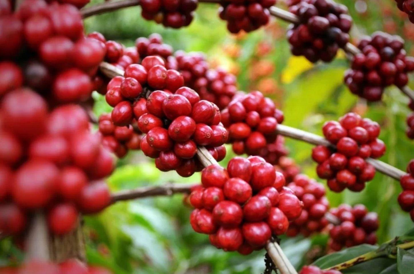 Colheita de café alcança 91,9% entre cooperados da Cooxupé