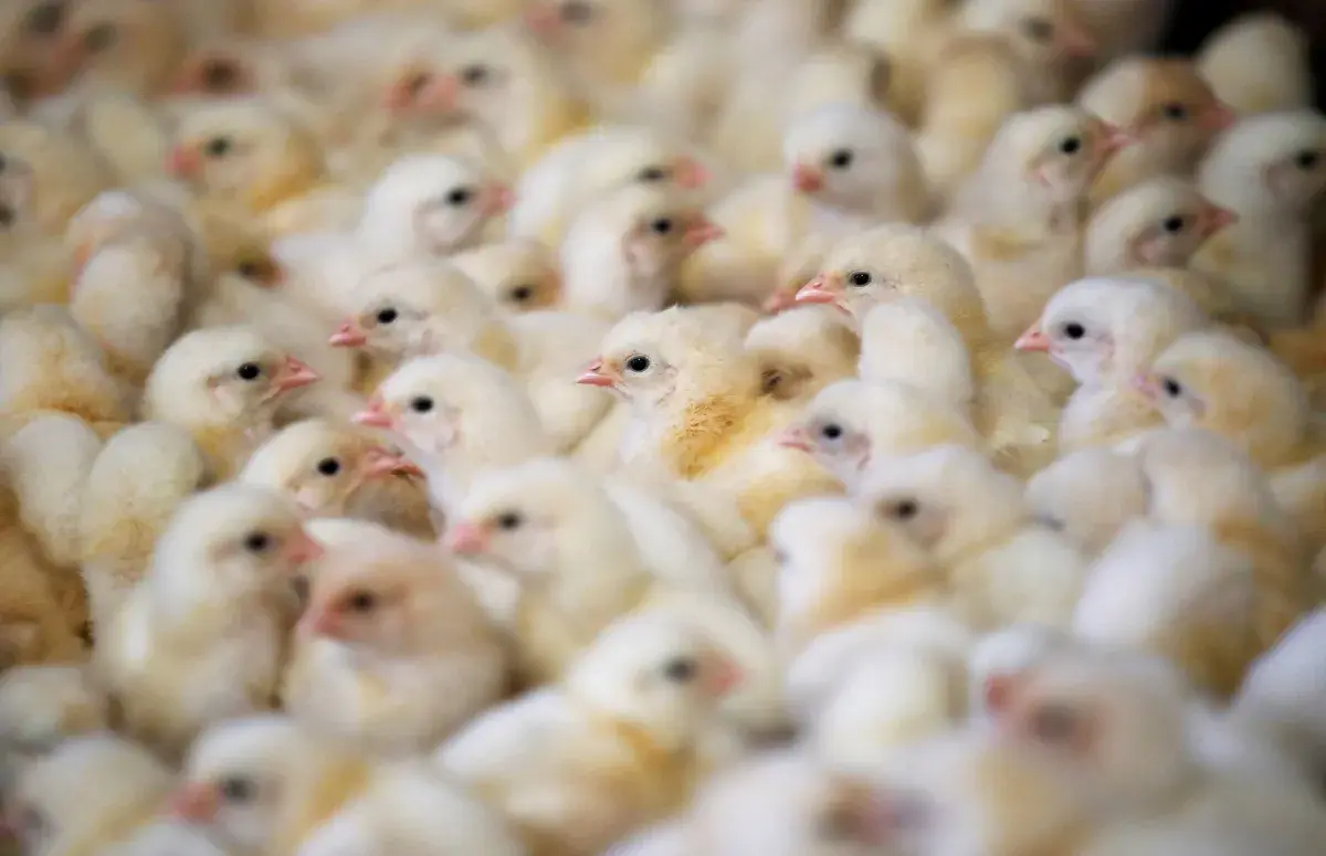 Destino de pintinhos machos na produção de ovos reacende discussão sobre bem-estar animal