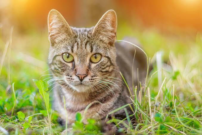 Dez felinos são encontrados mortos e ocorrência causa apreensão em bairro de Colatina