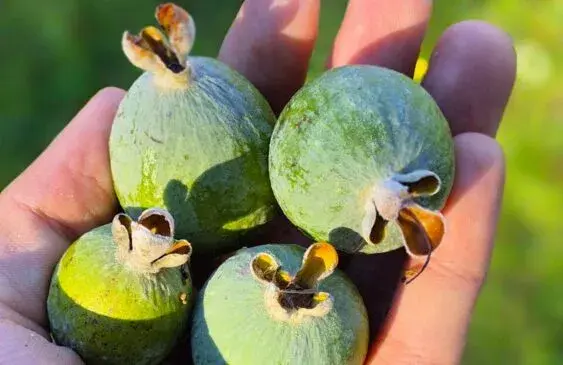 Fruta nativa do Sul do Brasil conquista espaço no exterior enquanto ainda é pouco conhecida por aqui