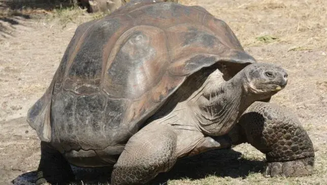 Tartarugas desaparecidas há 150 anos ressurgem em vulcão das Galápagos e intrigam a ciência