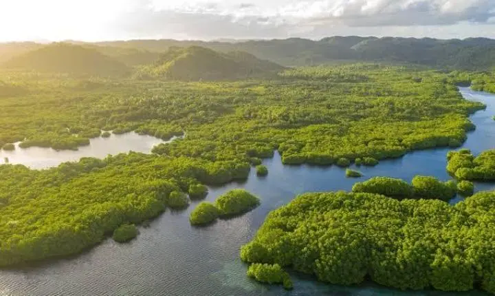 Amazônia reúne mais de 2,7 mil espécies de peixes e tem biodiversidade sob pressão