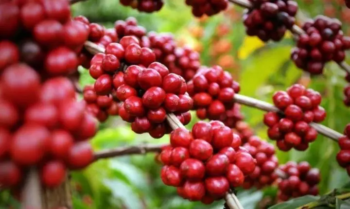 Colheita de café alcança 91,9% entre cooperados da Cooxupé