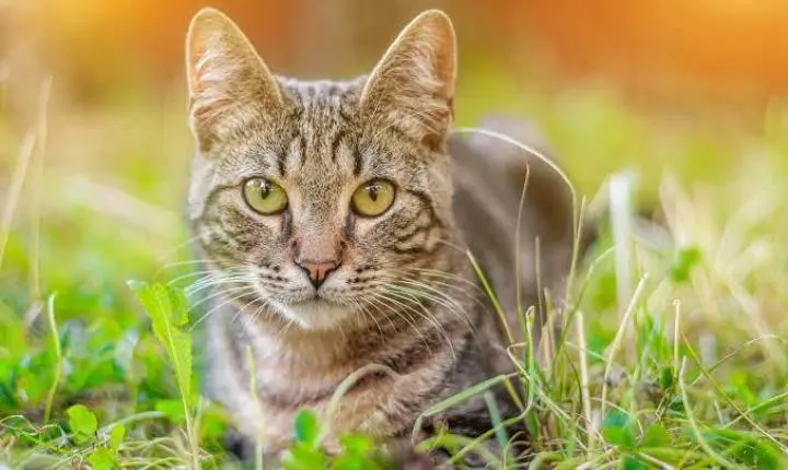 Dez felinos são encontrados mortos e ocorrência causa apreensão em bairro de Colatina