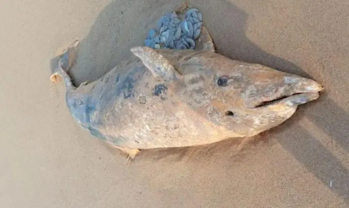 Golfinho-nariz-de-garrafa é encontrado morto no litoral de Presidente Kennedy