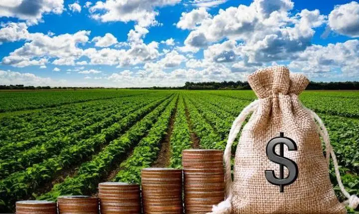 Juros elevados ampliam pressão sobre produtores rurais pessoas físicas, aponta estudo