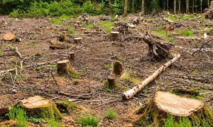 Justiça decreta prisão preventiva de empresário acusado de intervenção em área de Mata Atlântica em Santa Teresa