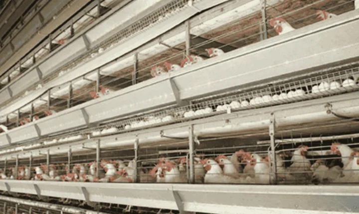 Produção de ovos em Santa Maria de Jetibá: sazonalidade das férias já está no radar do produtor